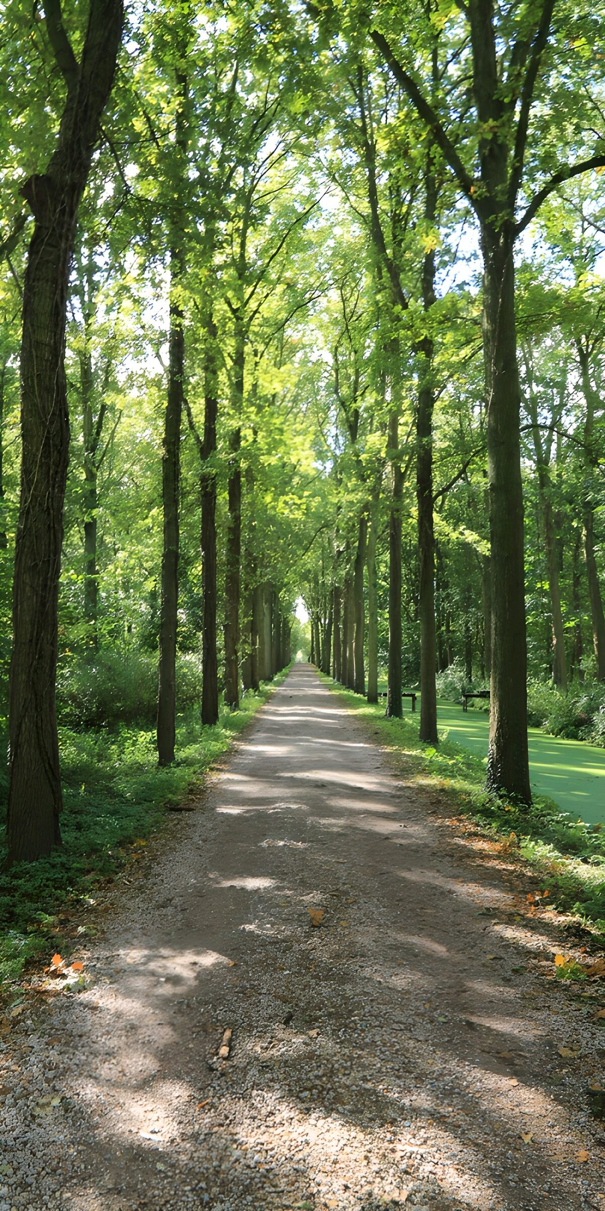 CW7722034: Rustige Bospad tussen Hoge Bomen