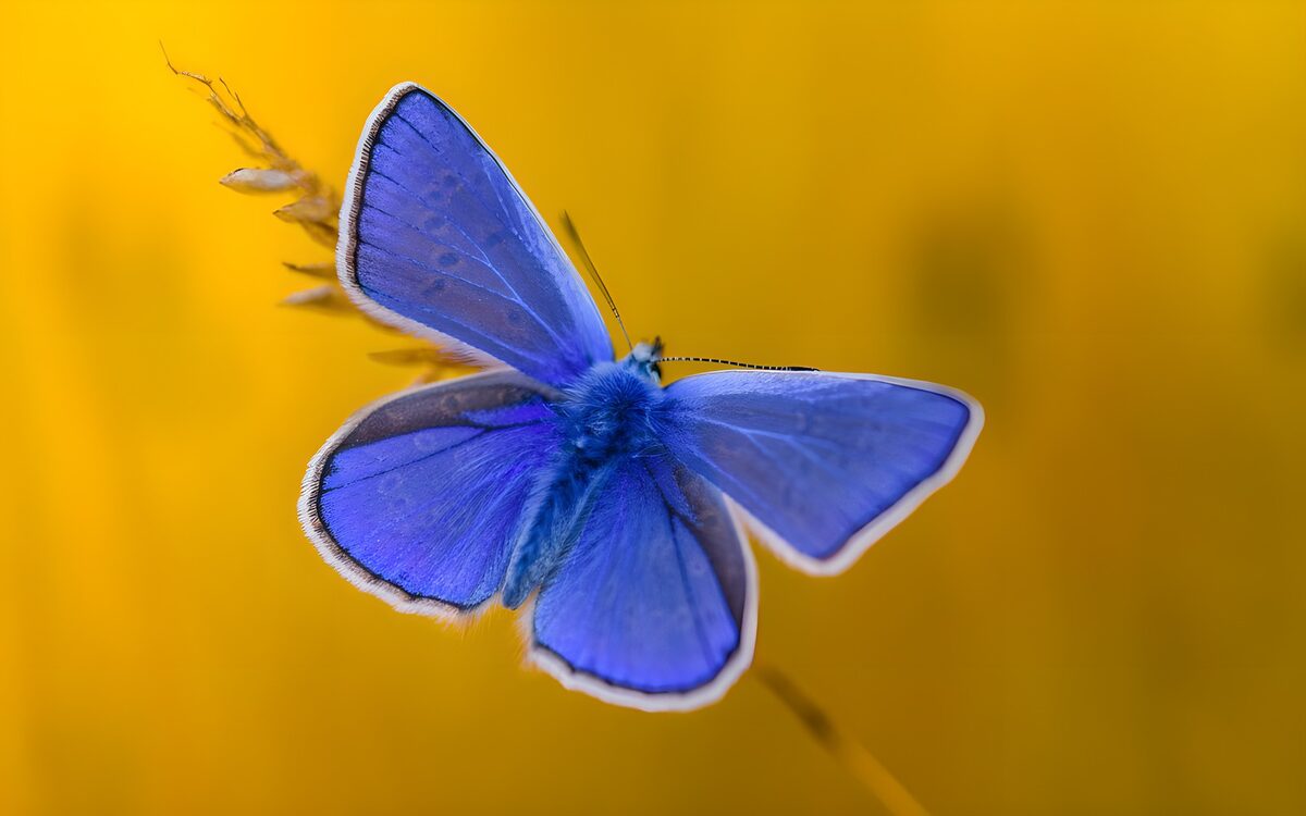 Prachtige Blauwe Vlinder op Geel Achtergrond