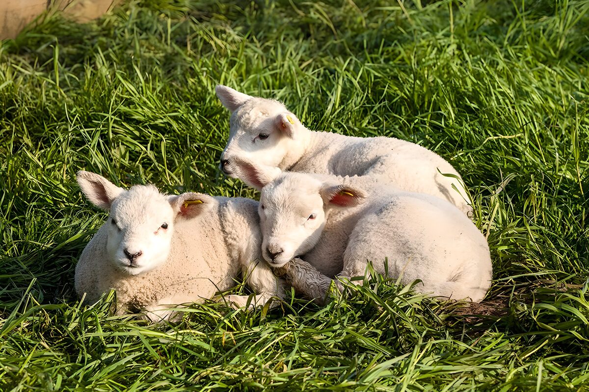Vrolijke lammetjes op het gras