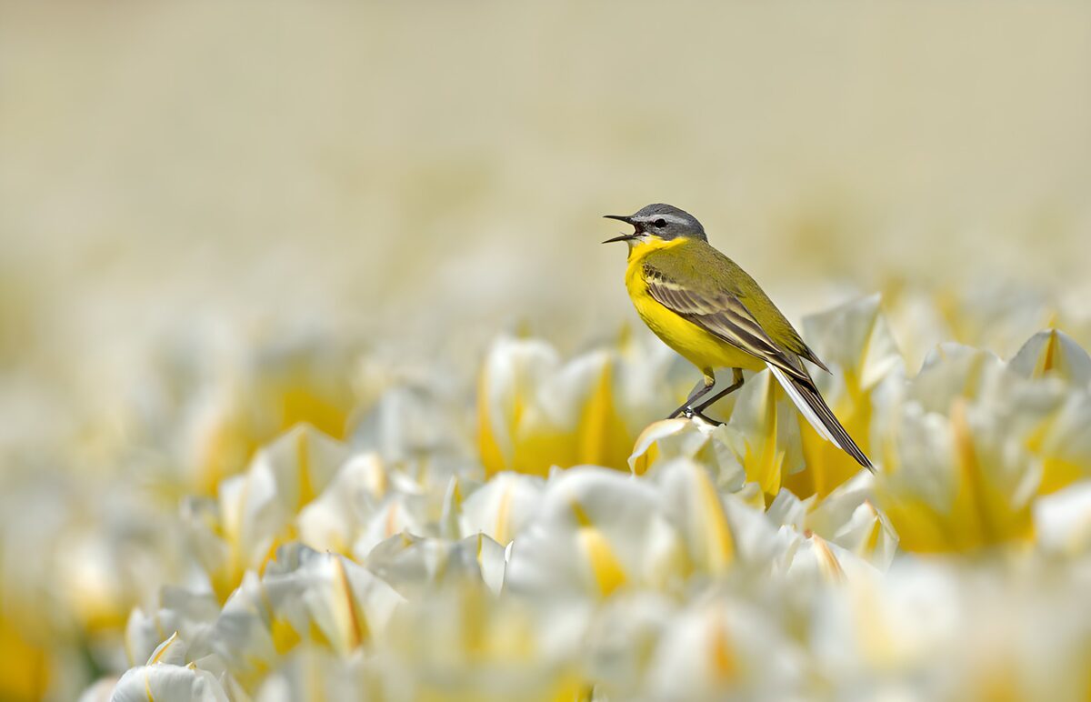 CW9064622: Zang van de Gele Kwikstaart in Tulpen