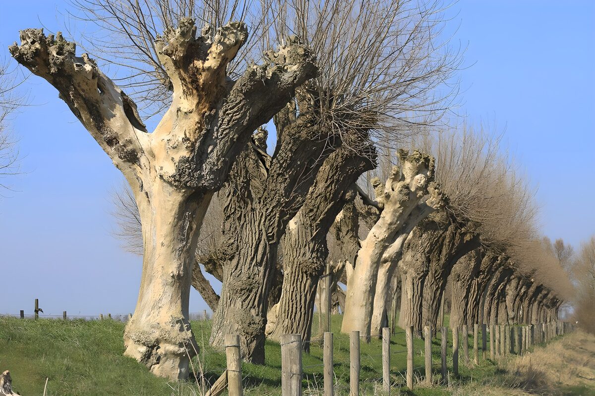 CW3013170: Hakhoutlandschap in de lente
