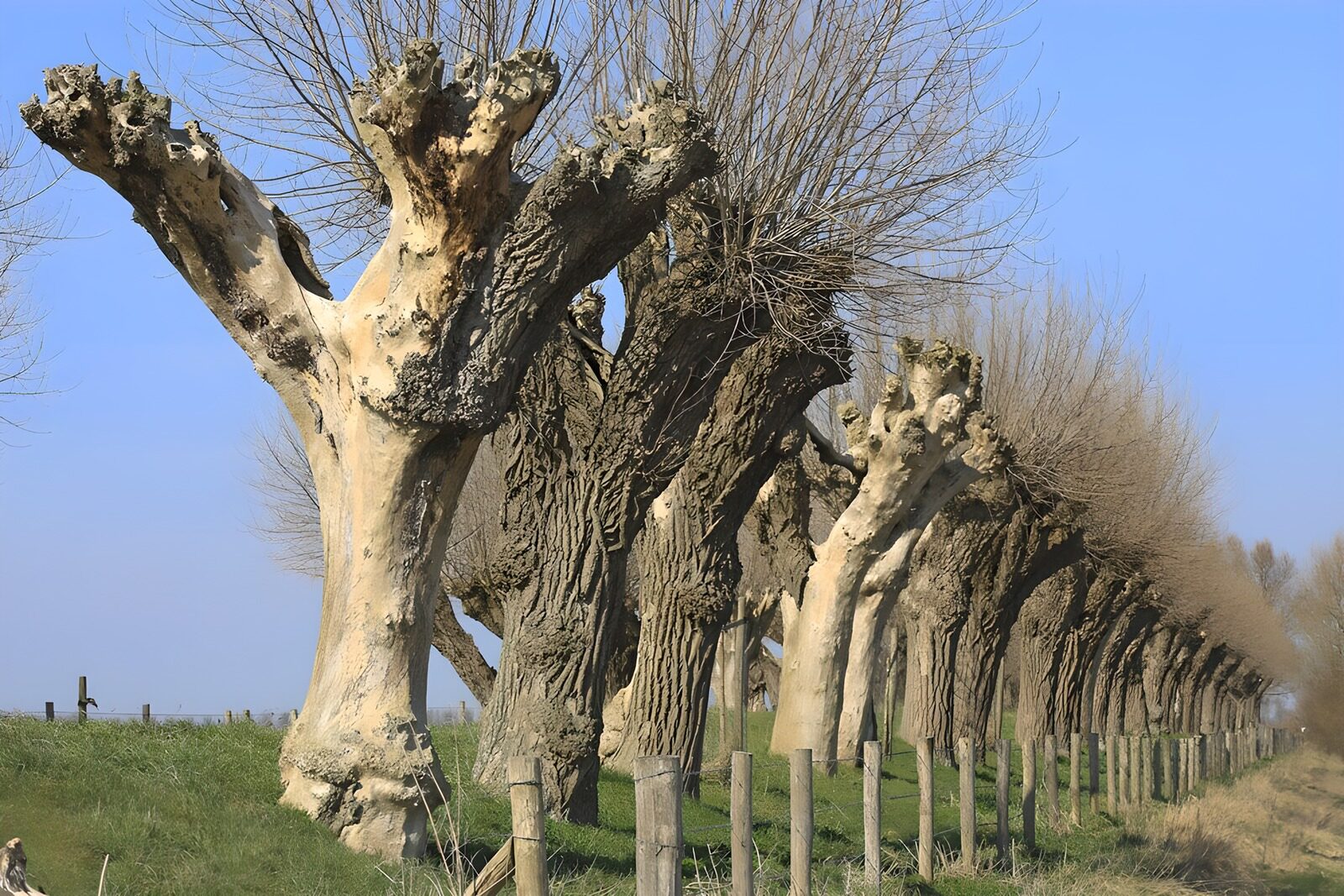 CW3013170: Hakhoutlandschap in de lente