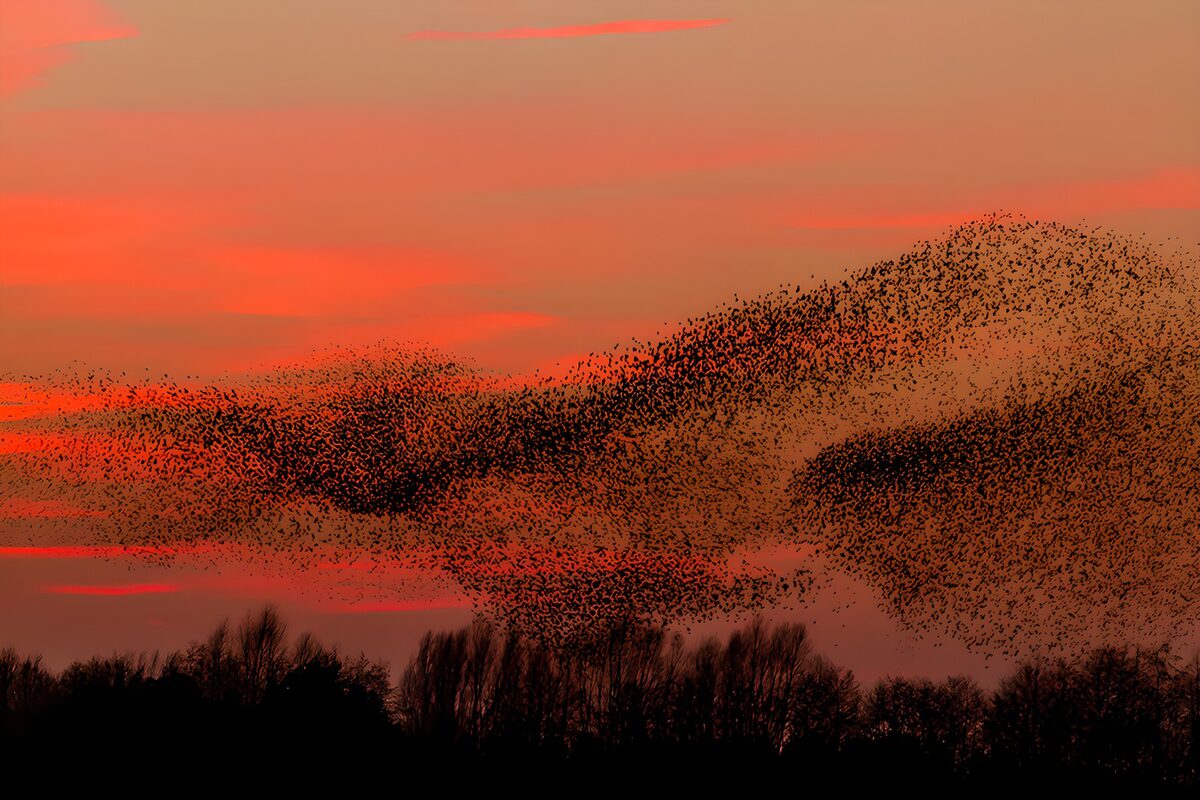 Dans van de spreeuwen bij zonsondergang