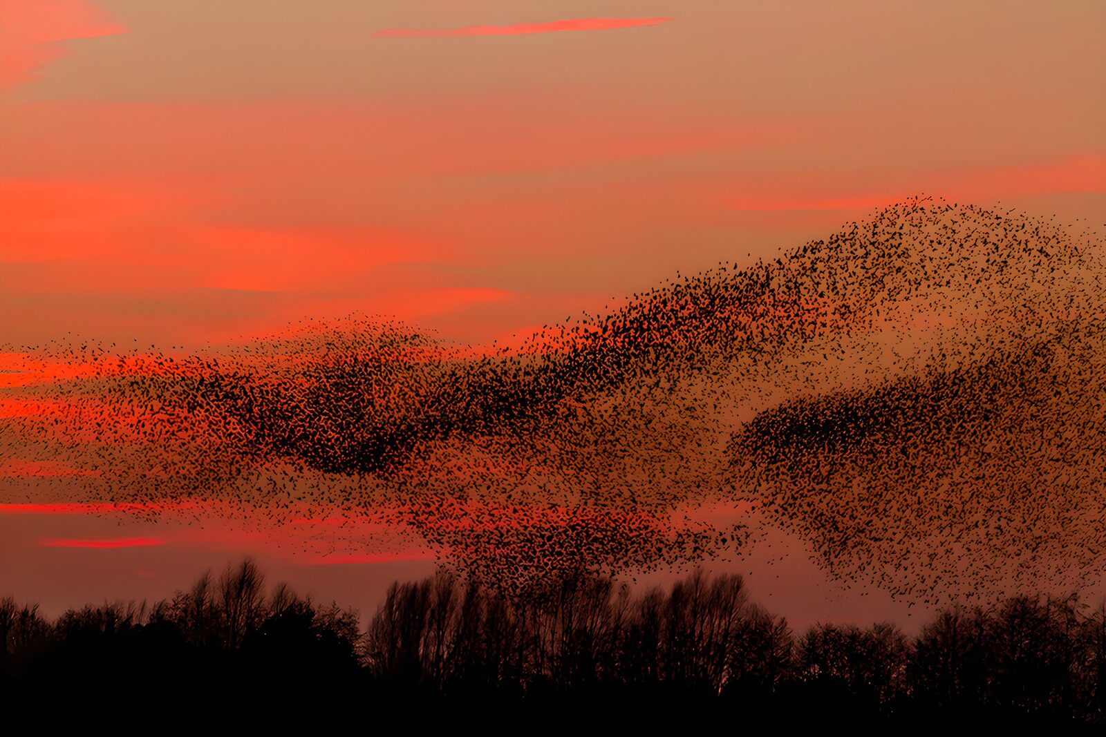 CW1001913: Dans van de spreeuwen bij zonsondergang
