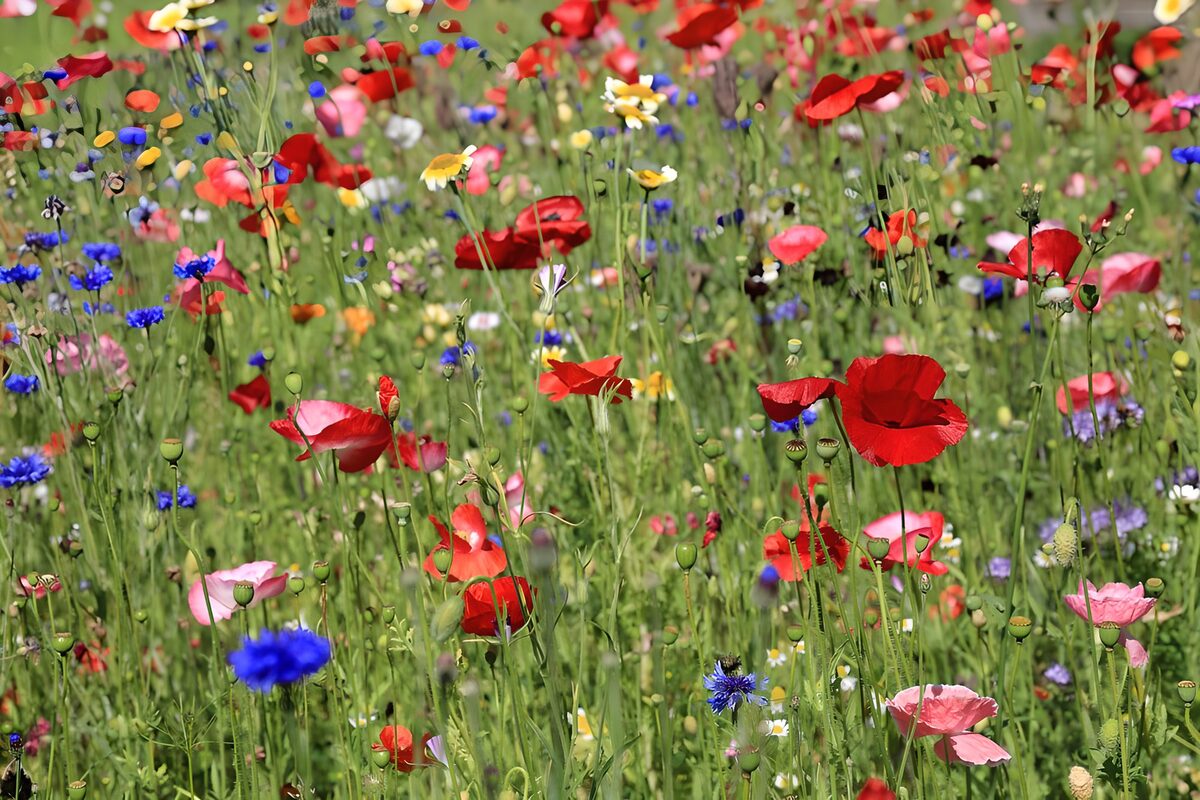 Kleurrijke bloemenweide in bloei