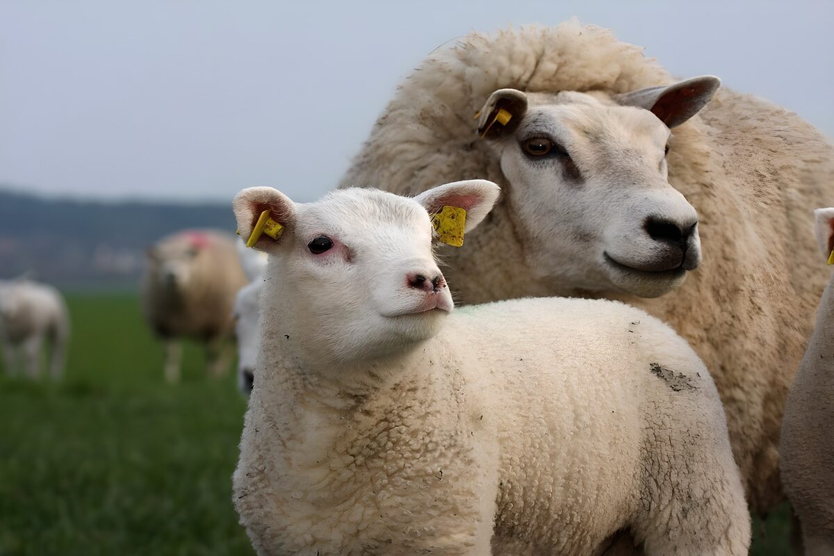 Schattige lammetjes op het veld