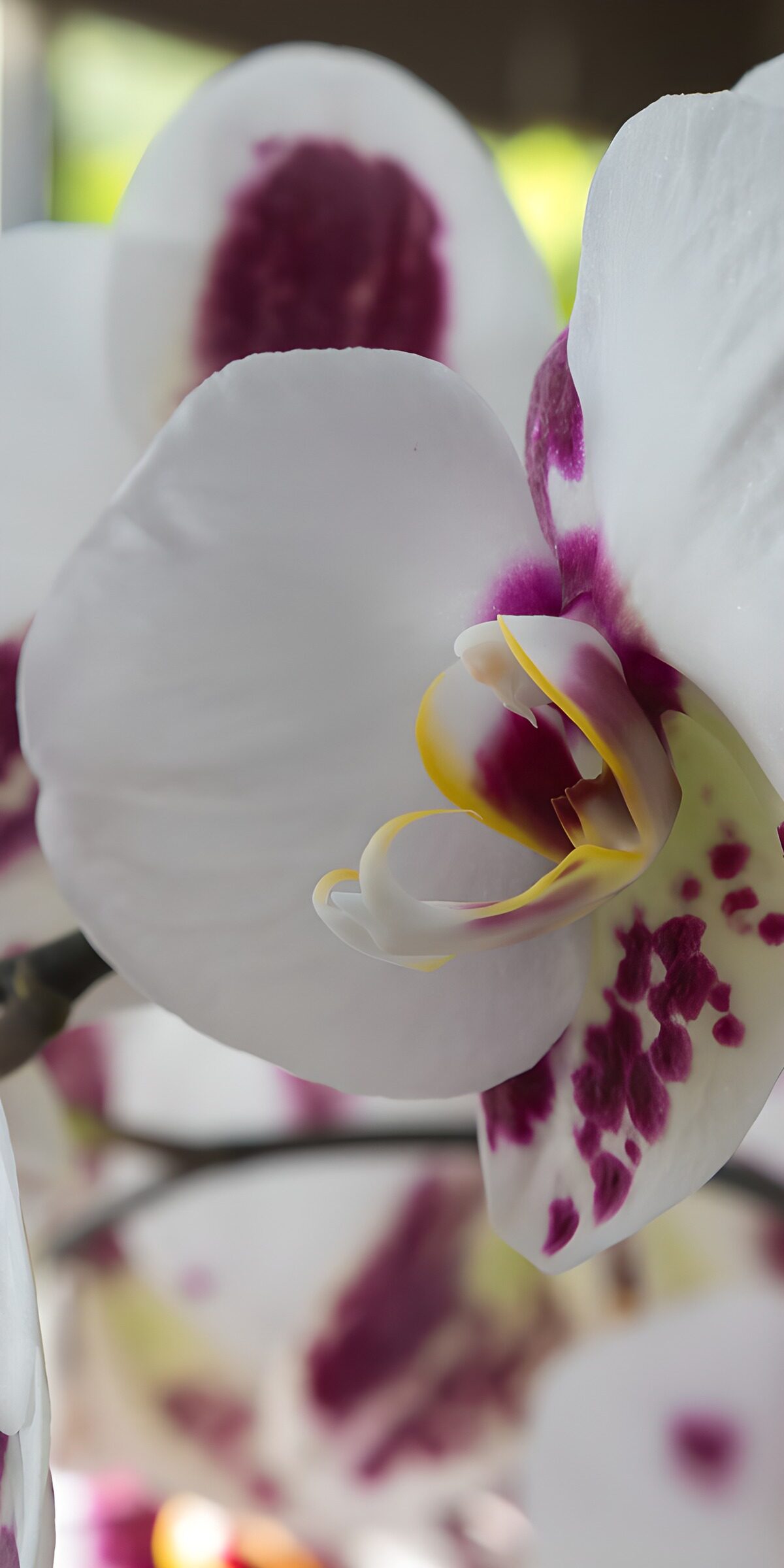 CW5580387: Prachtige witte orchidee met paarse vlekken