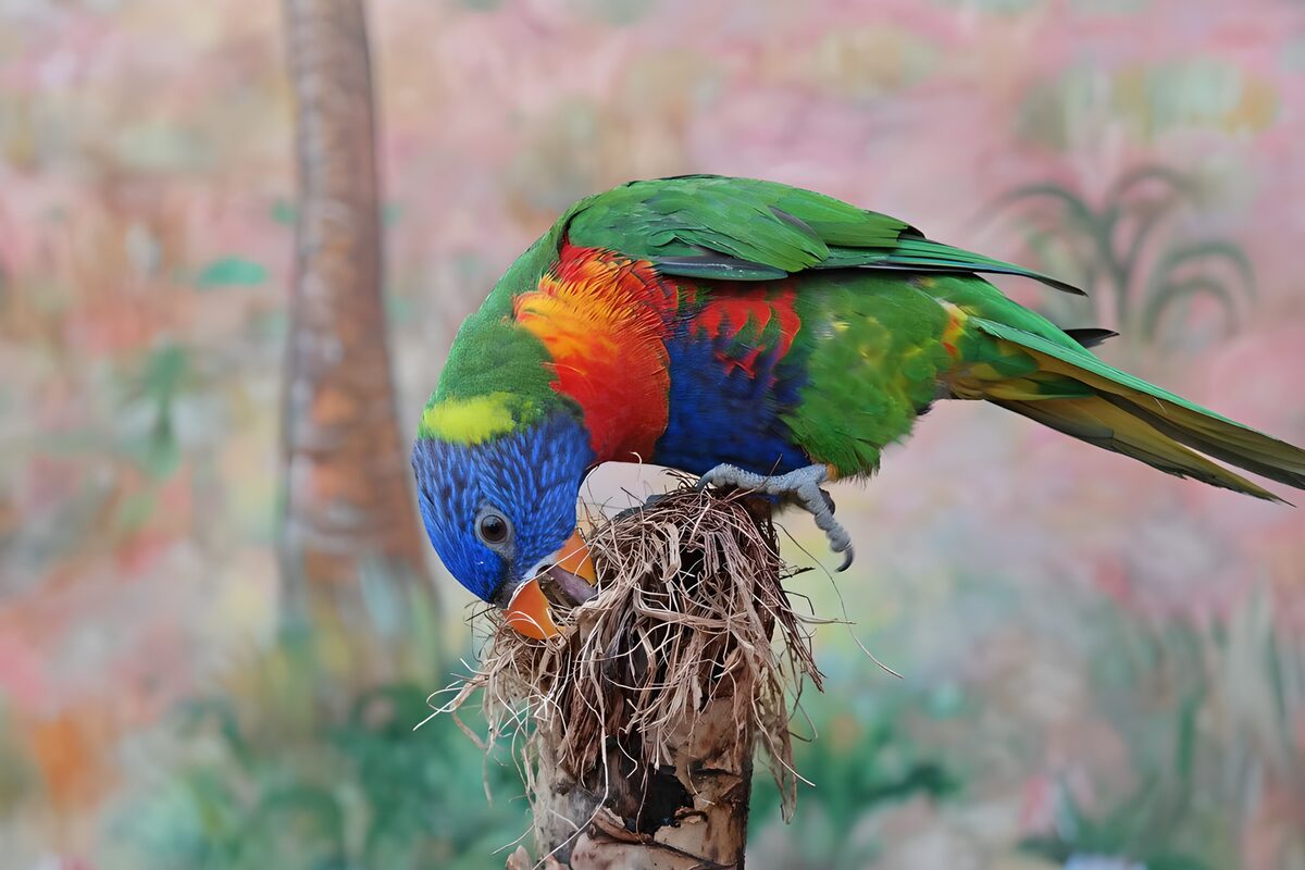 Kleurrijke lorikeet op zoek naar voedsel