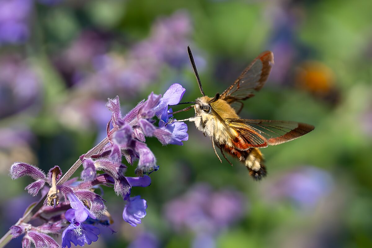 Hummingbirdmoth bij paarse bloemen
