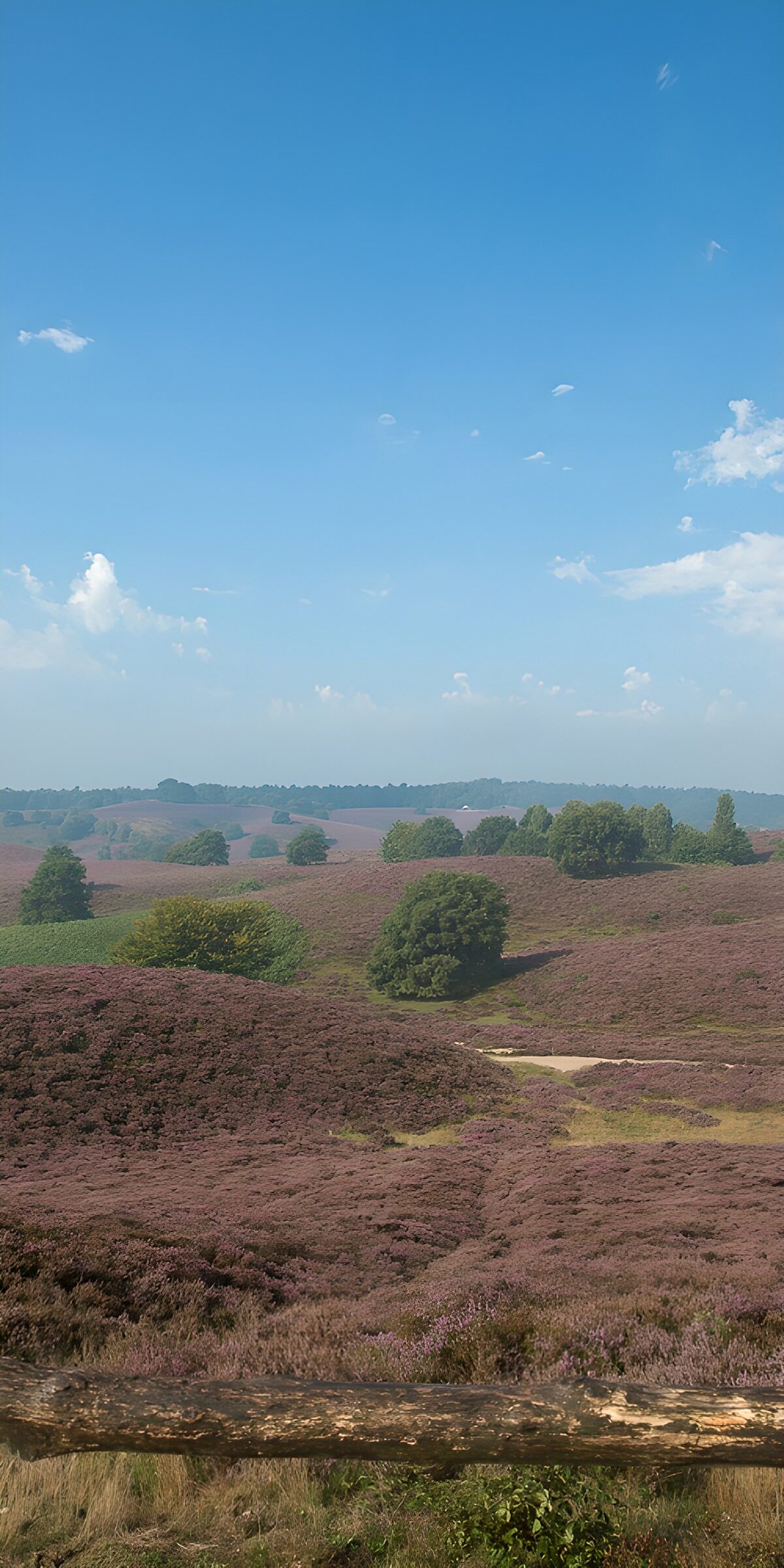 CW6336609: Prachtige heidevelden onder een blauwe lucht
