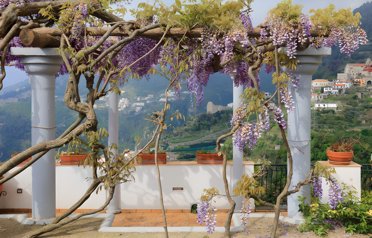 CW9301772: Prachtige bloesem onder een pergola