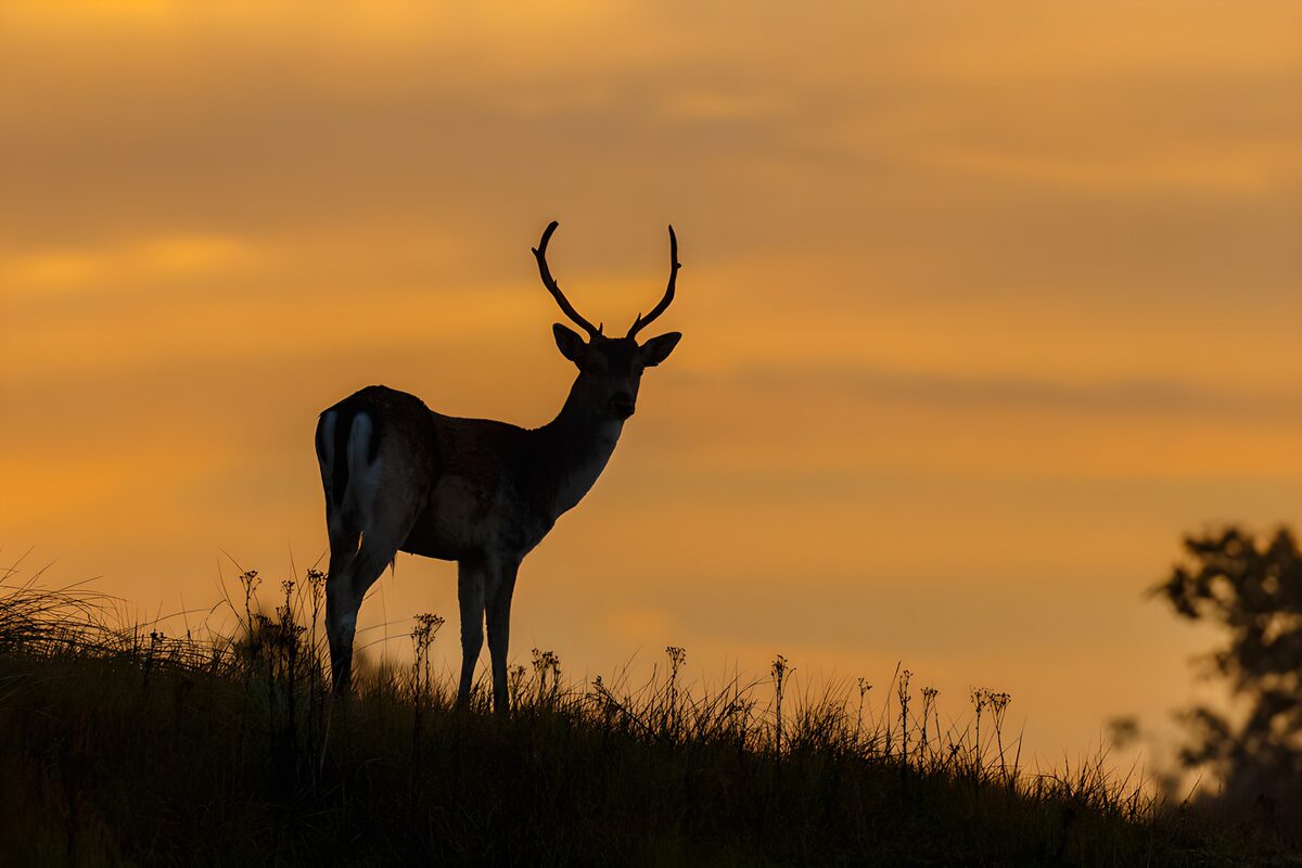 Hert in silhouet bij zonsondergang