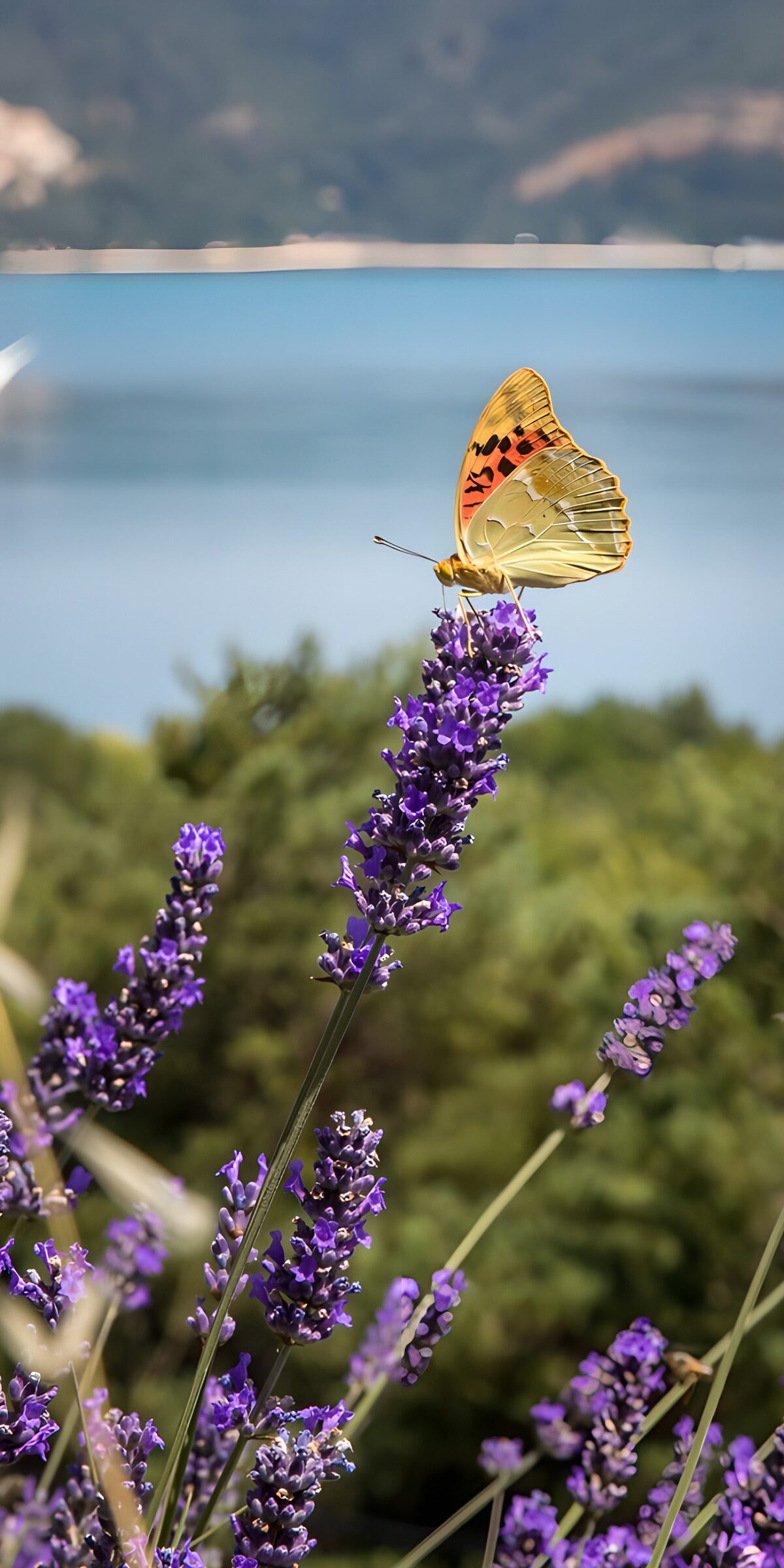 CW1932537: Vlinder op Lavendel