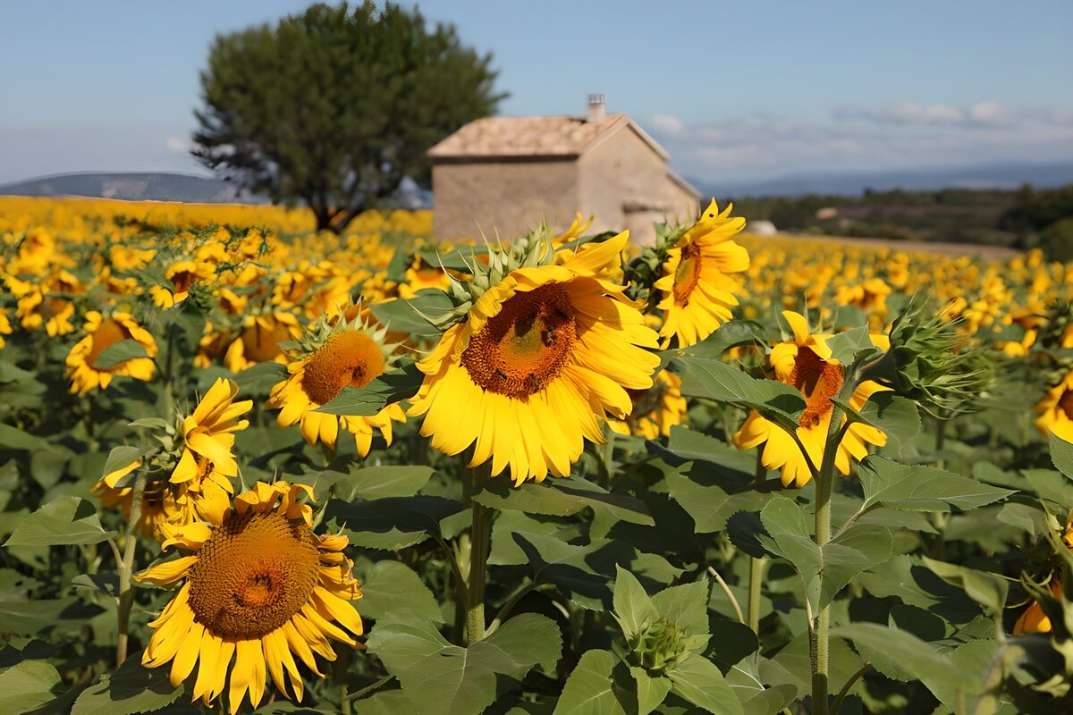 Zonnebloemen in een weids landschap
