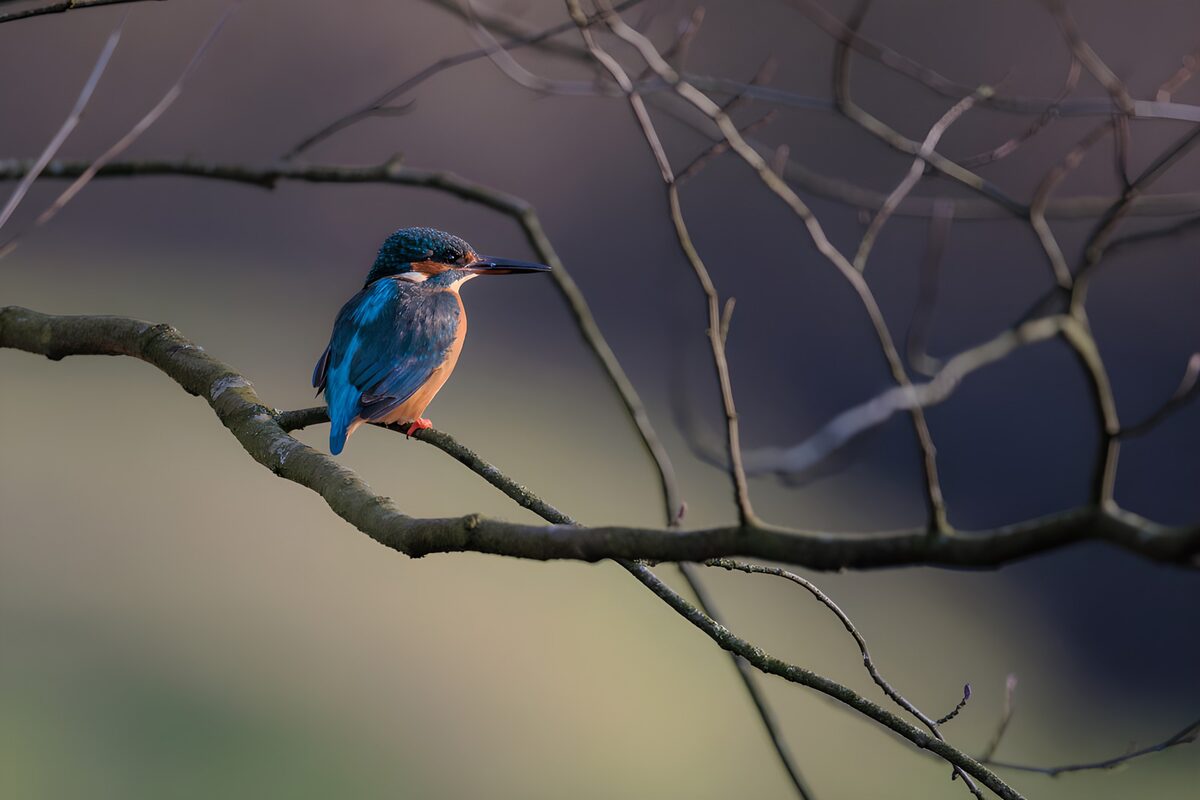 CW9245651: Ijsvogel op tak