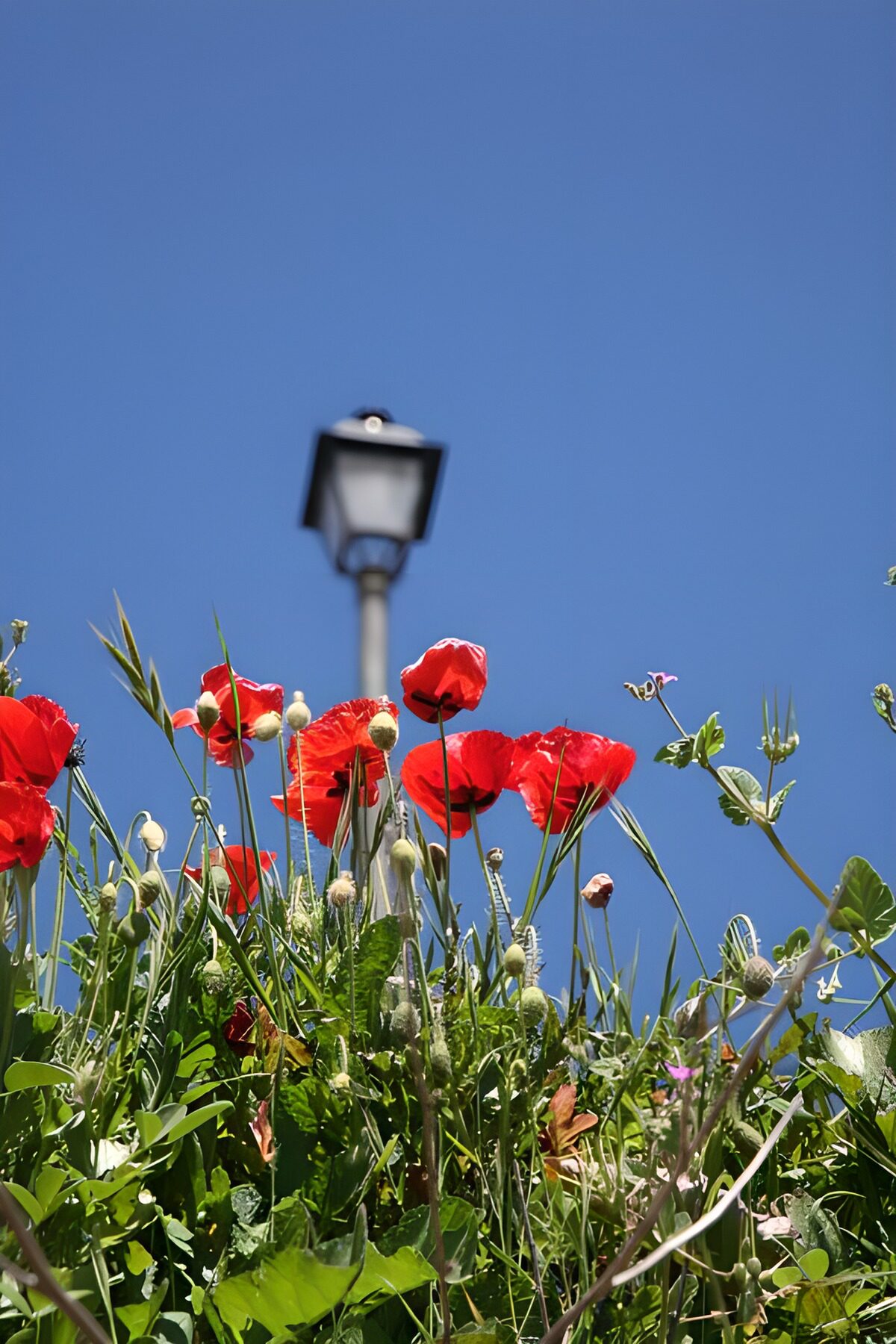 CW7394065: Heldere bloemen onder een lantaarn