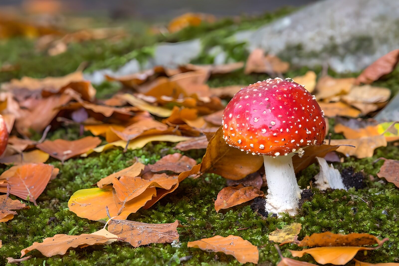CW9012446: Vliegenzwam tussen herfstbladeren