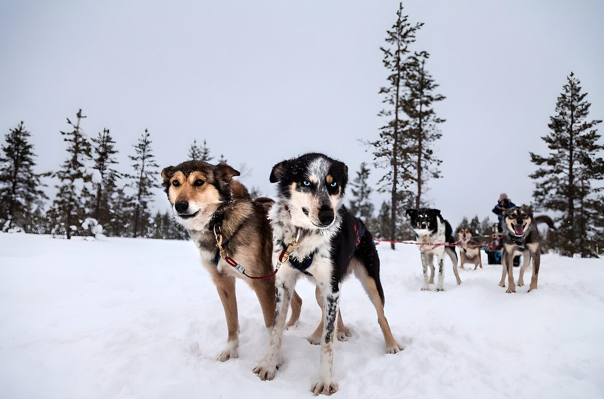 Sledenhonden in de sneeuw