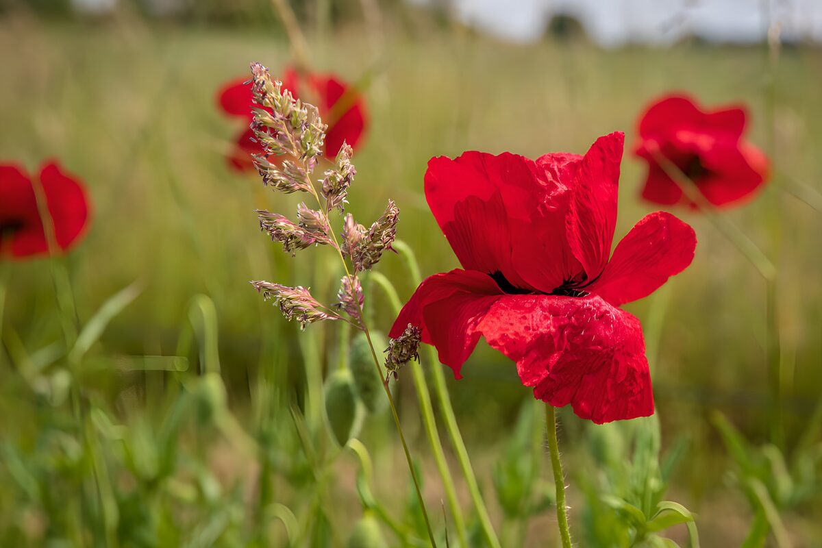 Prachtige rode klaprozen in het veld