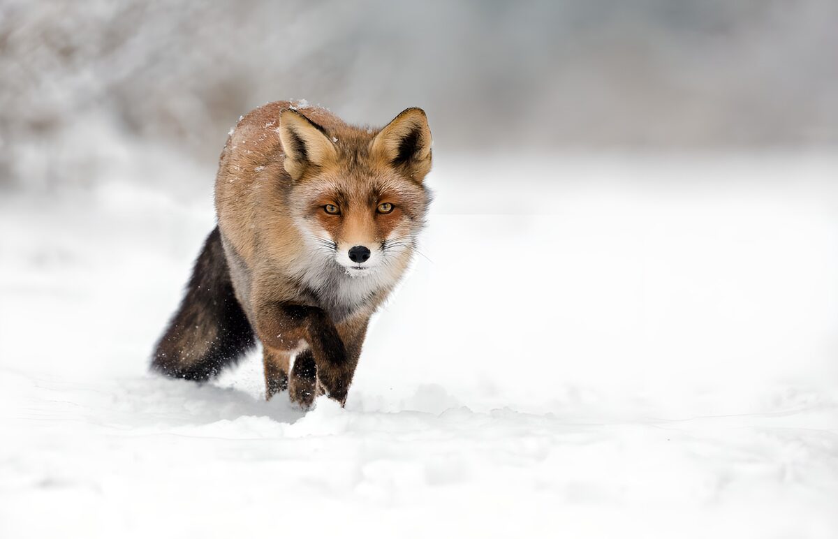 Vos in de winterse sneeuw