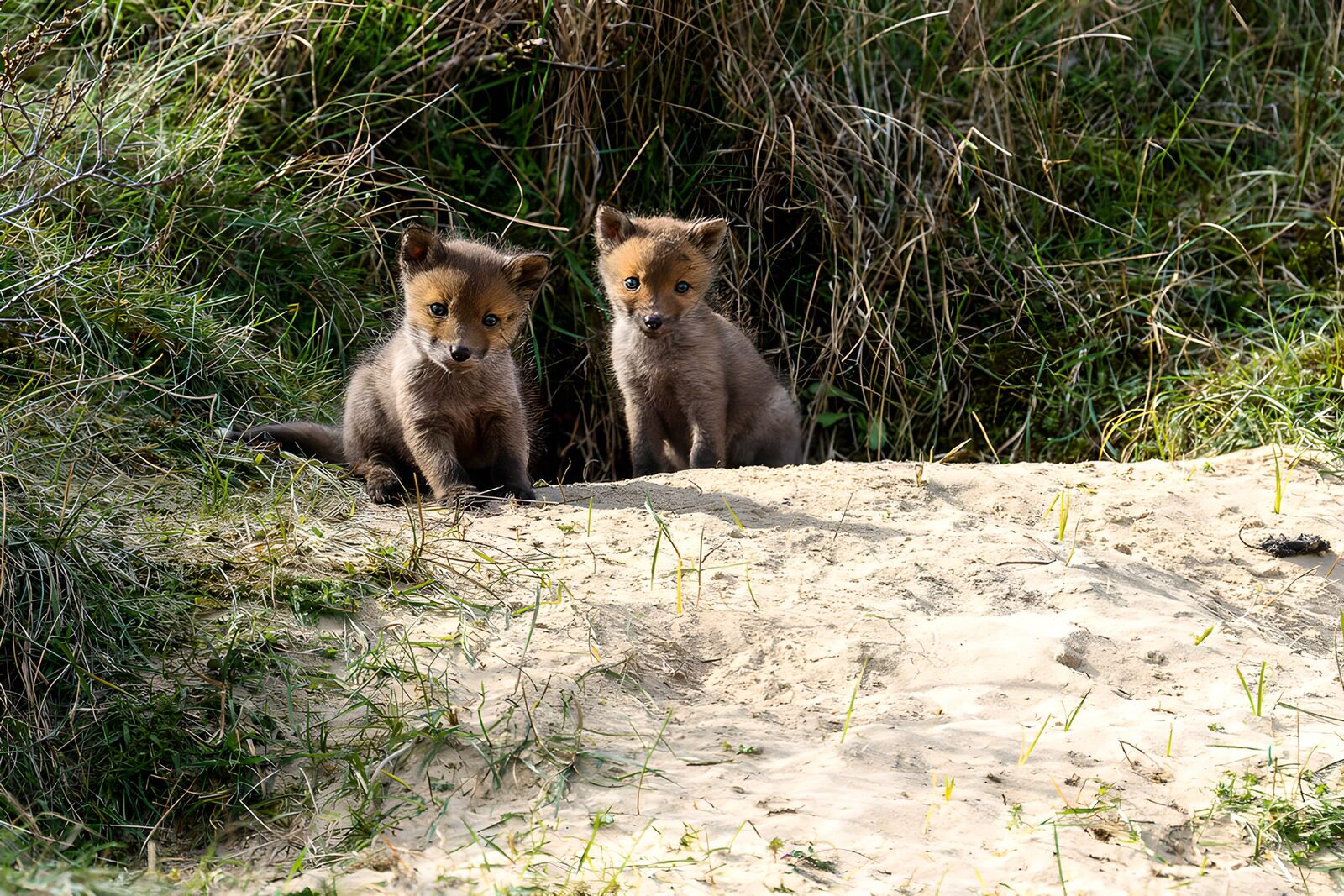 CW4592380: Speelse vosjes in de natuur
