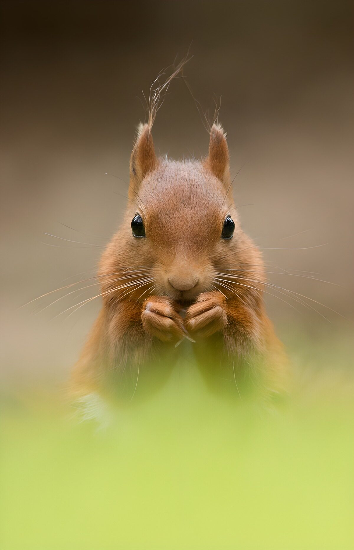 Schattig eekhoorntje in close-up