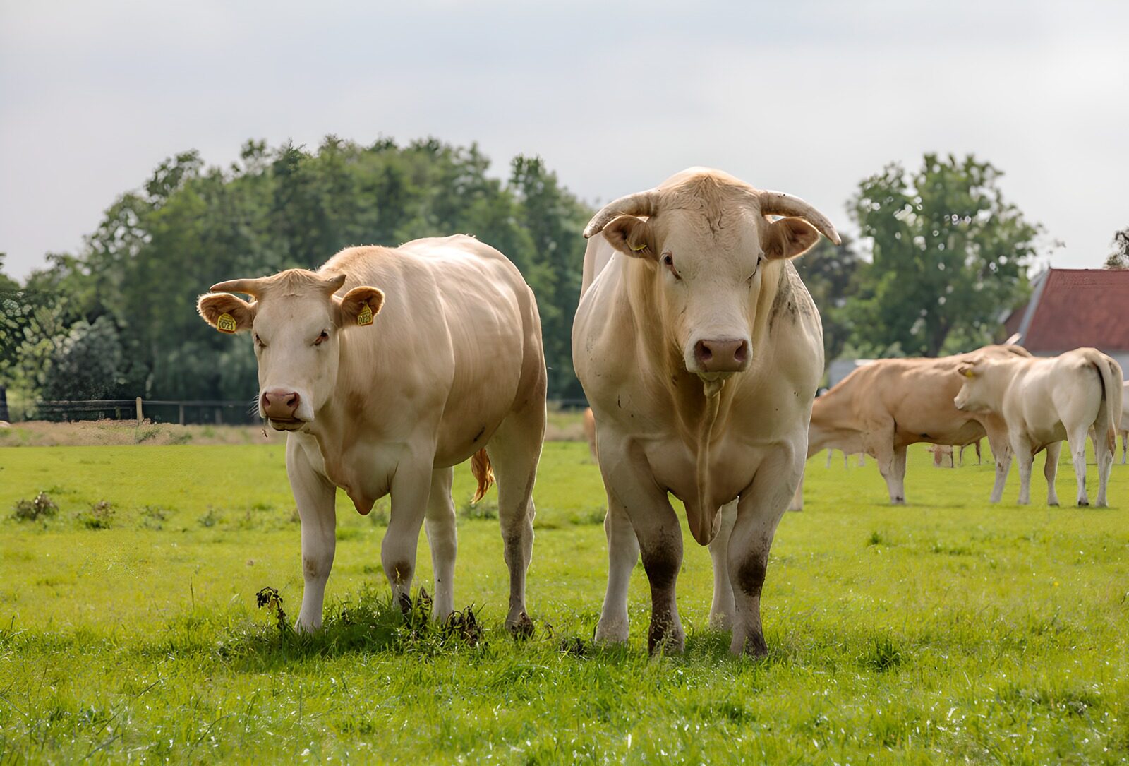 CW7996774: Twee runderen in het groene veld