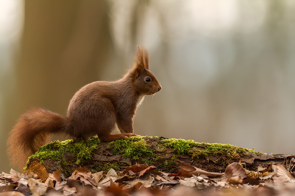 Schattig eekhoorntje op een boomstronk