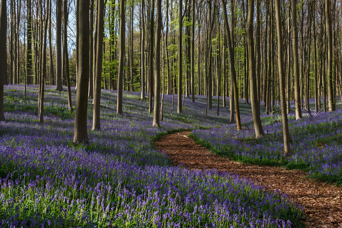 Paden door een paarse bloemenzee