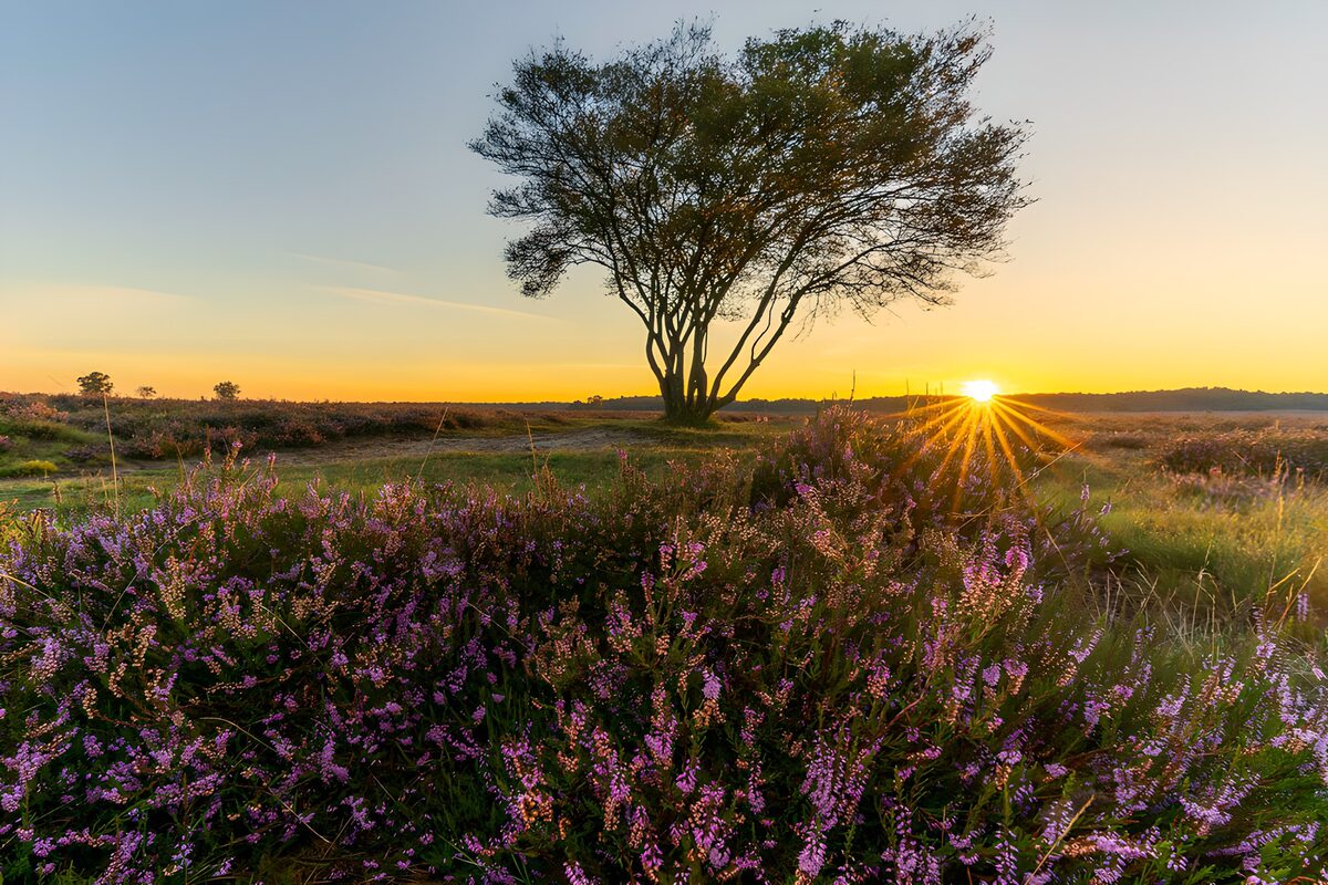Prachtige heide met zonsondergang