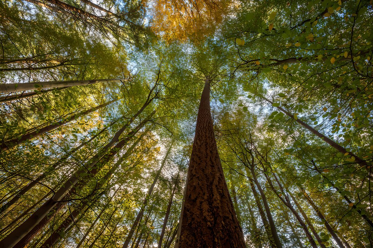 Uitzicht naar de lucht in het bos