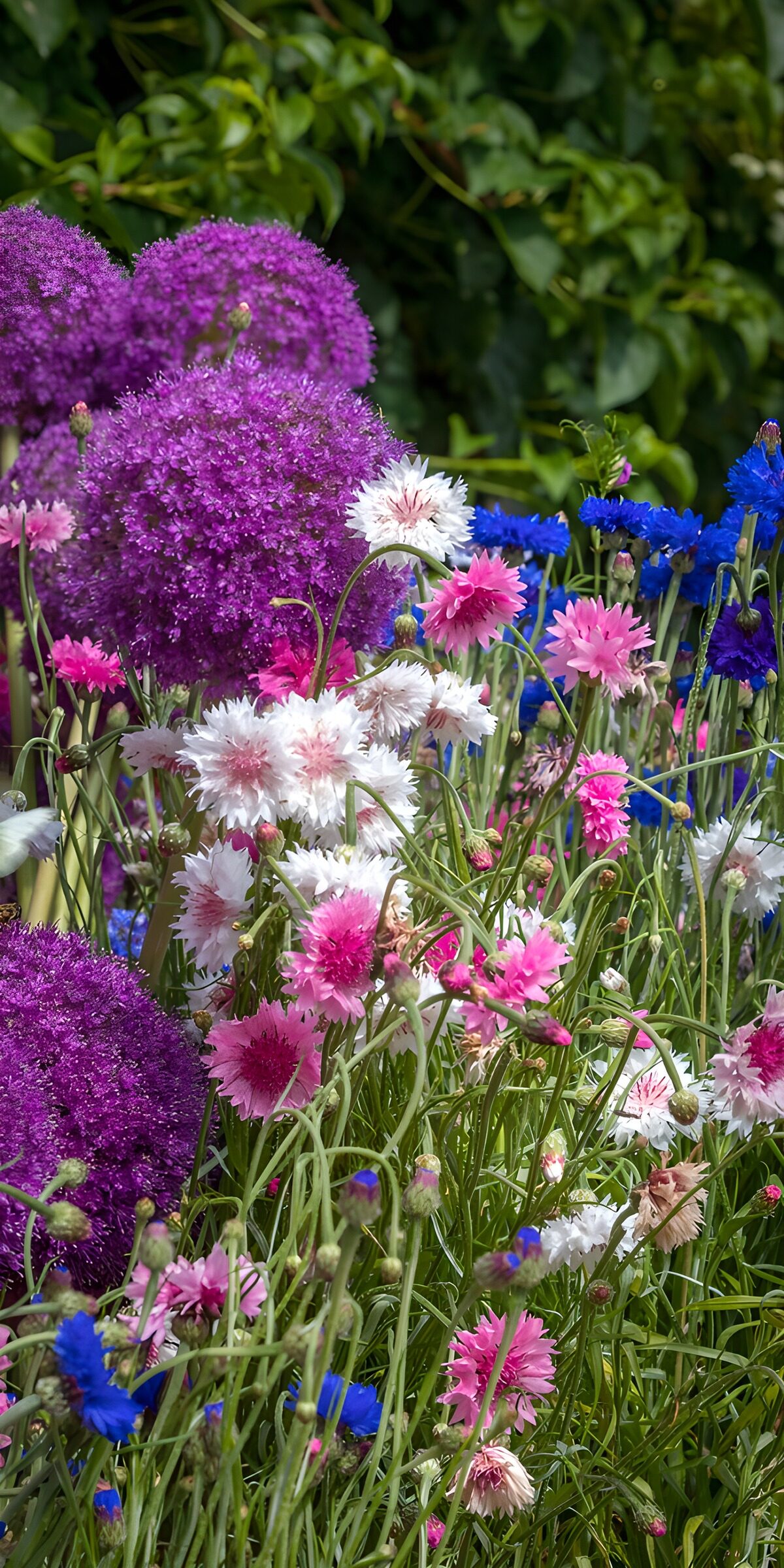 CW7326588: Kleurrijke bloemenweide in bloei