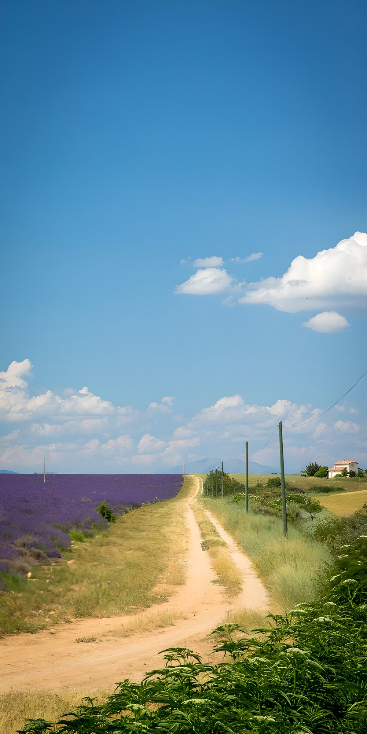 Lavendelpad onder de blauwe lucht