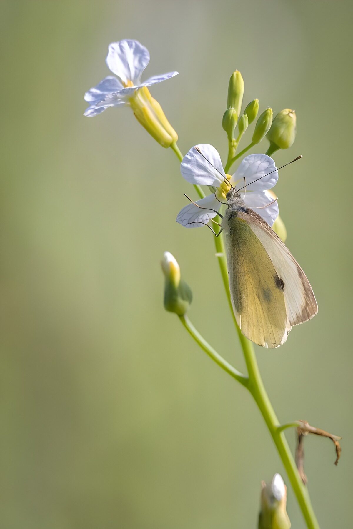 Vlinder op een bloem in het groen