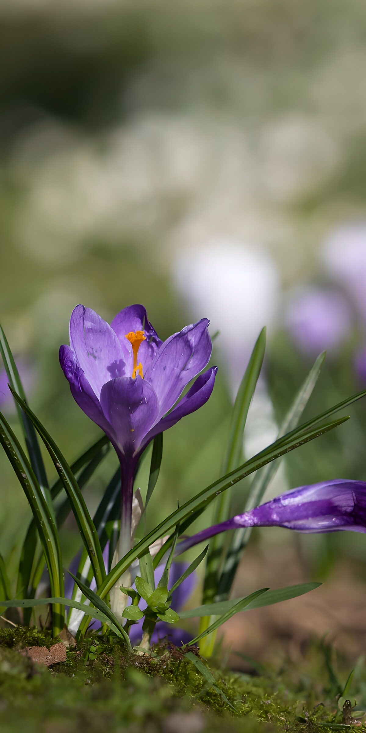 CW2811030: Prachtige paarse krokus in bloei