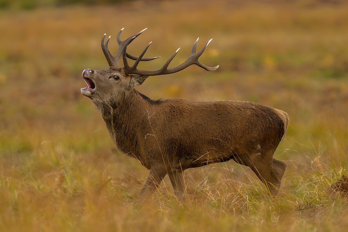 Trots loeiende hert in de natuur