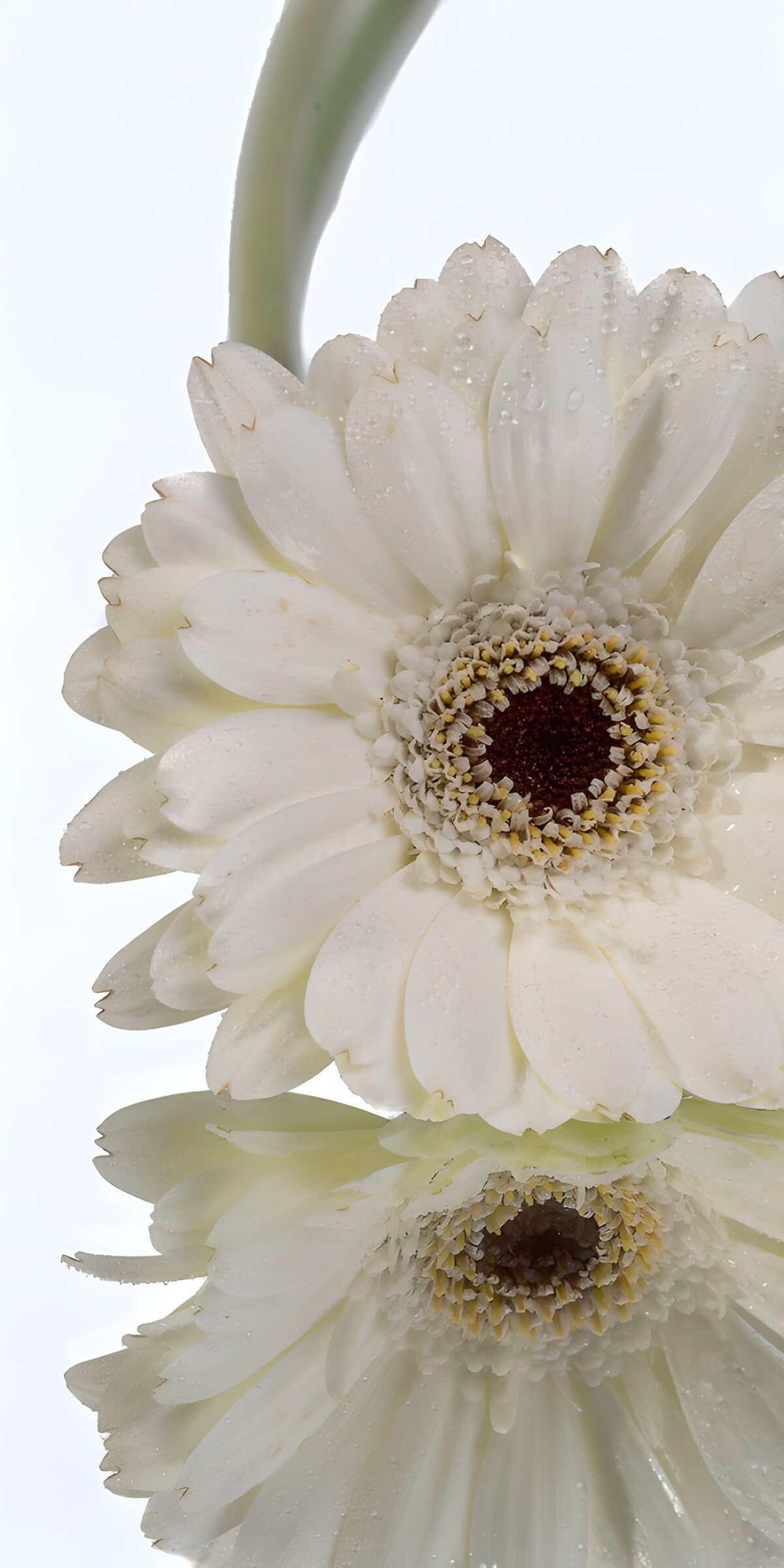 CW5753584: Puur witte gerbera met reflectie