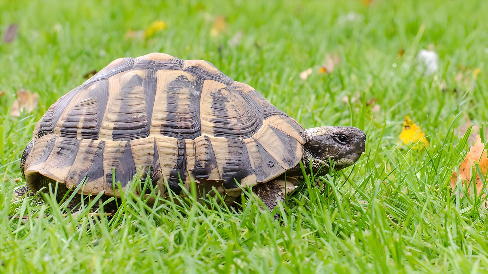 CW5376823: Schildpad in het gras