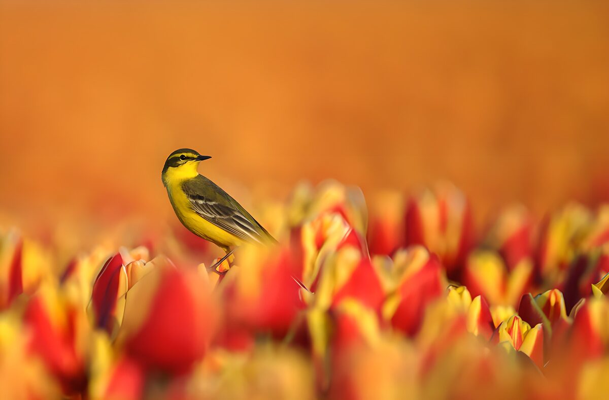 Gele Vogel tussen Tulpen