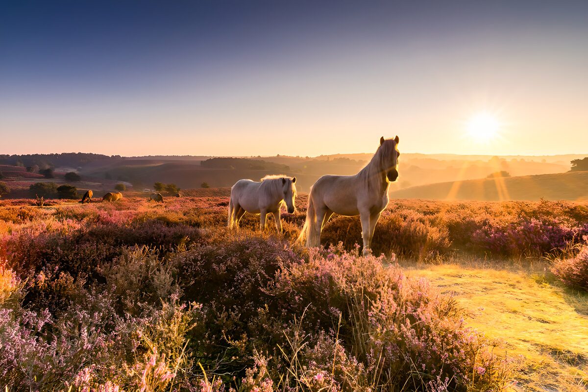Paarden in bloeiende heide