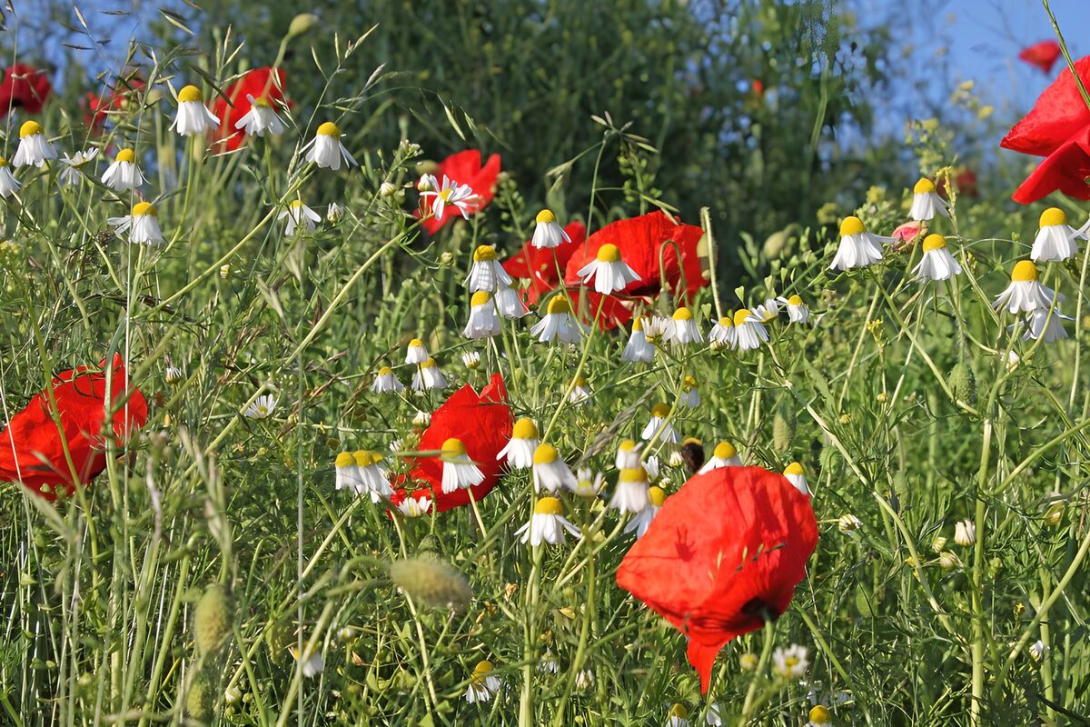 Bloemenweide met klaprozen en kamille