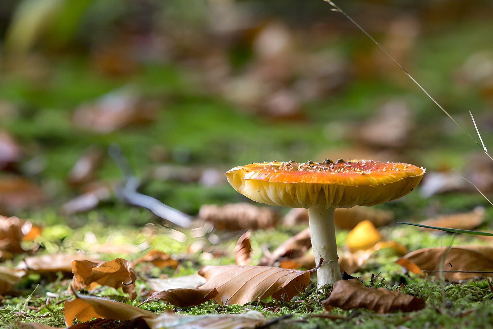 CW6388048: Felgekleurde paddestoel in het bos