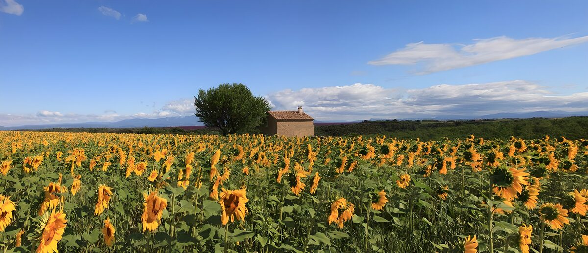 Zonnebloemenveld onder een blauwe lucht