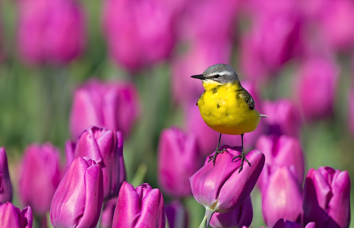 Gele vogel tussen paarse tulpen