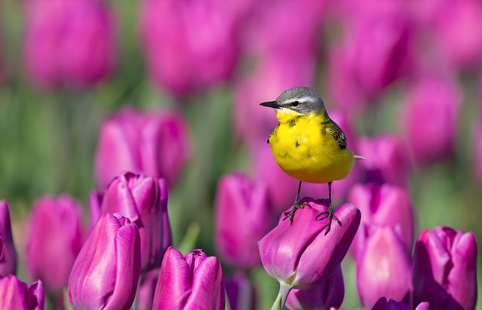 CW7791049: Gele vogel tussen paarse tulpen