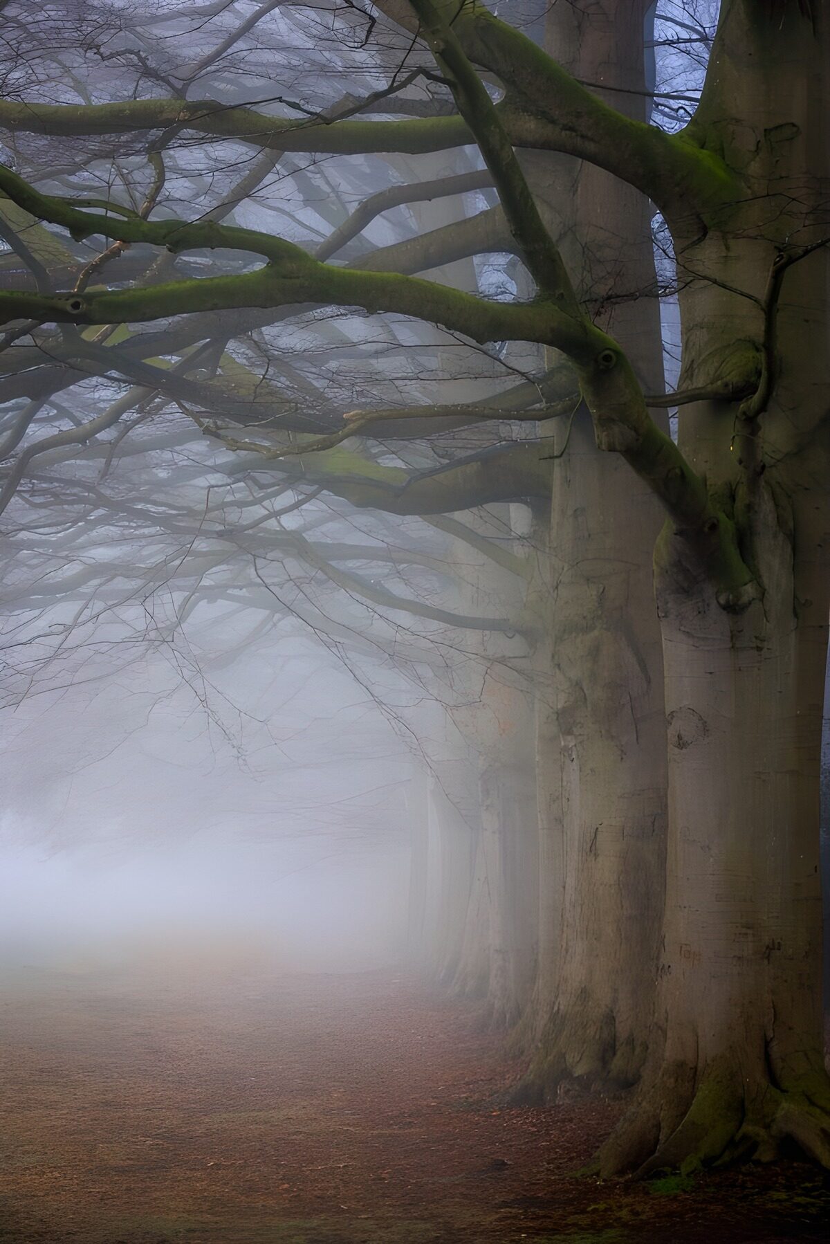 Mistige bomenrij in het bos