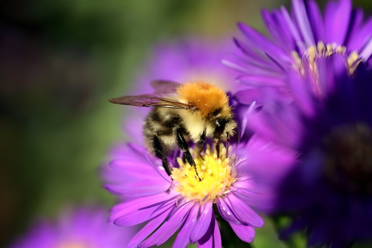 Bij op paarse bloem