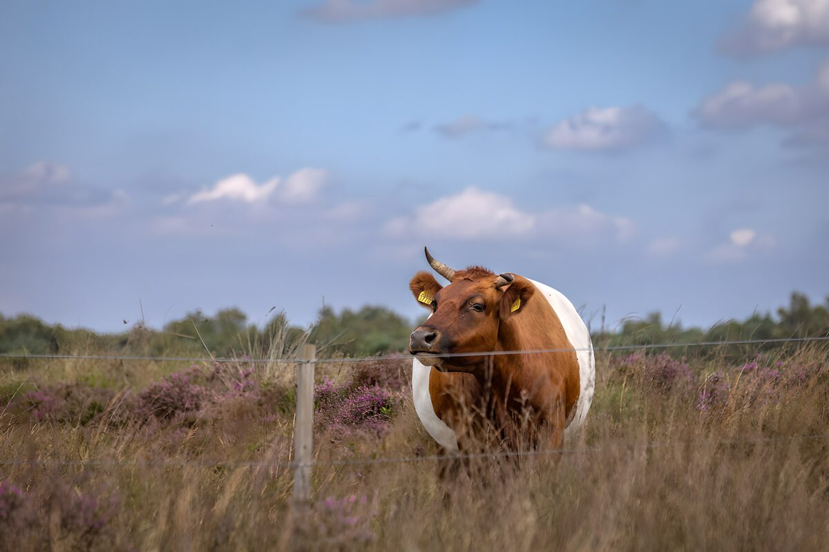 Rustige koe in heidegebied