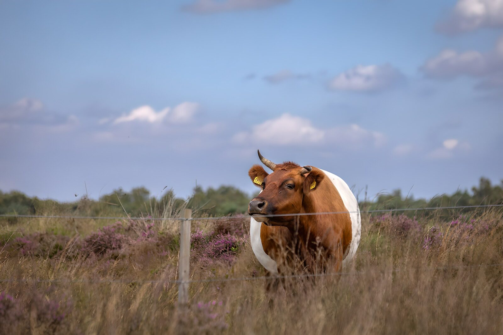 CW9509581: Rustige koe in heidegebied
