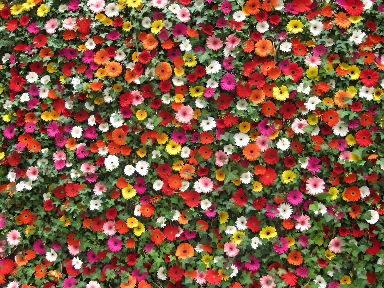 CW5160868: Kleurrijke bloemenwand vol leven